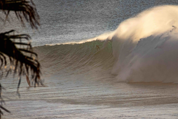 Surf Palmier